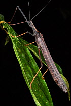 Walking stick insect (Pseudophasma sp) Yasuni National Park, Amazon Rainforest, Ecuador, South America.