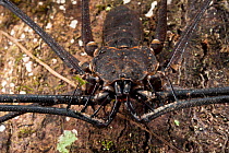 Tailless Whip Scorpion (Amblypygi) Yasuni National Park, Amazon Rainforest, Ecuador, South America