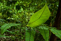 Leaf Katydid (Cycloptera speculata) camouflaged on leaf, Yasuni National Park, Amazon Rainforest, Ecuador, South America.