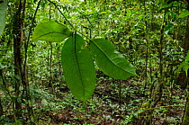 Leaf Katydid (Cycloptera speculata) camouflaged on leaves, Yasuni National Park, Amazon Rainforest, Ecuador, South America.