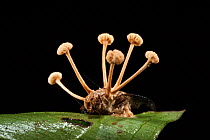 Cordyceps Fungus attacking fly (Cordyceps sp) Yasuni National Park, Amazon Rainforest, Ecuador, South America.