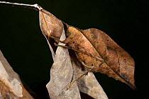 Dead-leaf Katydid (Tettigoniidae) Yasuni National Park, Amazon Rainforest, Ecuador, South America.