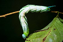 Tobacco Hornworm Caterpillar (Sphingidae) Yasuni National Park, Amazon Rainforest, Ecuador, South America