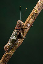 Bark Mimic Grasshopper (Acrididae) Yasuni National Park, Amazon Rainforest, Ecuador, South America