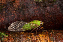 Cicada (Cicadoidea) Yasuni National Park, Amazon Rainforest, Ecuador, South America.