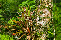 Zebra bromeliad (Aechmea zebrina) growing in canopy Yasuni National Park, Amazon Rainforest, Ecuador, South America