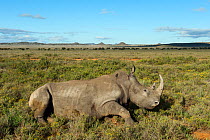 White rhinoceros (Ceratotherium simum) released in Great Karoo from Kruger National Park, Private Reserve, South Africa. Endangered species.