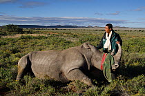 White rhinoceros (Ceratotherium simum) released in Great Karoo from Kruger National Park as part of population management scheme. With Cathy Dreyer of SANParks Veterinary Services. Private Reserve, So...