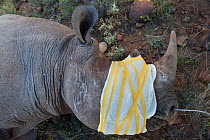 Desert Black rhinoceros (Diceros bicornis) captured for relocation to Addo Elephant Park in Eastern Cape. Great Karoo, South Africa.