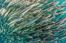 South African sardine (Sardinops sagax) forming baitball. Eastern Cape, South Africa