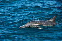 Long-beaked common dolphin (Delphinus capensis) feeding in Sardine run. Eastern Cape, South Africa.