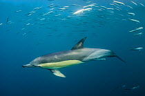 Long-beaked common dolphins (Delphinus capensis) feeding on Sardines, (Sardinops sagax) Eastern Cape, South Africa