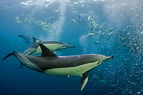 Long-beaked common dolphins (Delphinus capensis) feeding in Sardines, (Sardinops sagax) with snorkeller behind, Eastern Cape, South Africa