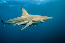 Oceanic Black tip shark (Carcharhinus limbatus) with Remora (Remora remora) Umkomaas. KwaZulu Natal, South Africa.