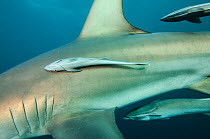 Remora (Remora remora) attached to Oceanic Black tip shark (Carcharhinus limbatus) Umkomaas. KwaZulu Natal, South Africa.