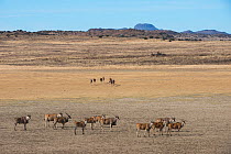 Eland (Taurotragus oryx) private game ranch. Great Karoo, South Africa