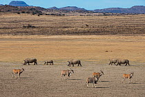 White rhinoceros (Ceratotherium simum) herd and Eland (Taurotragus oryx) private game ranch. Great Karoo, South Africa