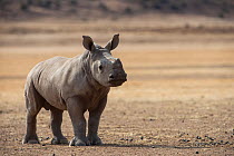 White rhinoceros calf (Ceratotherium simum) Great Karoo. Private Reserve, South Africa. Endangered species