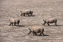 White rhinoceros (Ceratotherium simum) herd with calf,  Great Karoo. Private Reserve, South Africa. Endangered species