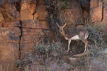 Mountain reedbuck (Redunca fulvorufula) on private game ranch. Great Karoo, South Africa