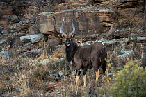 Nyala (Tragelaphus angasil) on private game ranch. Great Karoo, South Africa