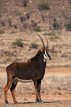Sable (Hippotragus niger) on private game ranch. Great Karoo, South Africa
