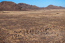Eland (Taurotragus oryx) herd, on private game ranch. Great Karoo, South Africa