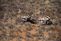 Hartmann's mountain zebra (Equus zebra hartmannae) on private game ranch. Great Karoo, South Africa