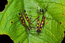 Acridid Short-horned Grasshopper (Ommatolampis perspicillata) Yasuni National Park, Amazon Rainforest, Ecuador, South America