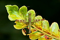 Airplane Grasshopper (Eumastacidae) Yasuni National Park, Amazon Rainforest, Ecuador, South America