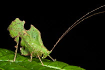 Bolivar's katydid (Typophyllum bolivari) male. Yasuni National Park, Amazon Rainforest, Ecuador, South America.