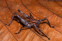 Brown Grasshopper (Acrididae) Yasuni National Park, Amazon Rainforest, Ecuador, South America