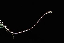 Blunthead tree snake (Imantodes cenchoa) juvenile hanging off branch, Yasuni National Park, Amazon Rainforest, Ecuador, South America.