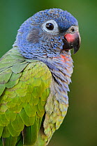 Blue-headed Parrot (Pionus menstruus)  Captive, native to South and Central America.