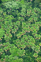 Aerial view of Moriche palms (Mauritia flexuosa) dominant tree species of Blackwater swamps. Yasuni National Park, Amazon Rainforest, Ecuador, South America