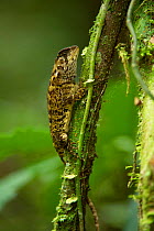 Cofan wood lizard (Enyalioides cofanorum) Yasuni National Park, Amazon Rainforest, Ecuador, South America.