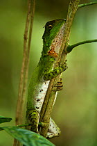 Guichenot's dwarf iguana (Enyaliodes laticeps) Yasuni National Park, Amazon Rainforest, Ecuador, South America.