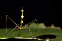 Jumping Stick Insect (Apioscelis bulbosa) Female. Yasuni National Park, Amazon Rainforest, Ecuador, South America