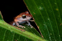 Kichwa robber frog (Pristimantis kichwarum) Yasuni National Park, Amazon Rainforest, Ecuador, South America