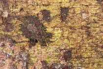 Lunate Flat Bug (Dysodius sp) Yasuni National Park, Amazon Rainforest, Ecuador, South America.