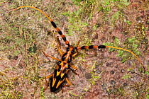 Orange and Black Long-horned Beetle (Batus barbicornis) Yasuni National Park, Amazon Rainforest, Ecuador, South America.