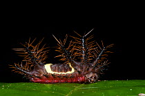Saddleback moth caterpillar (Acharia sp) Yasuni National Park, Amazon Rainforest, Ecuador, South America