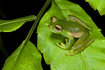 Santa cecilia glass frog (Cochranella midas) Yasuni National Park, Amazon Rainforest, Ecuador, South America.