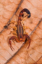 Scorpion (Tityus astenes) juvenile, Yasuni National Park, Amazon Rainforest, Ecuador, South America