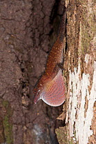 Slender anole (Anolis fuscoauratus) displaying dewlap, Yasuni National Park, Amazon Rainforest, Ecuador, South America.