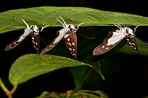 Social skipper butterflies (Hyalothyrus neleus) group of three hanging from leaf, Yasuni National Park, Amazon Rainforest, Ecuador, South America