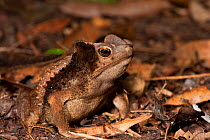 South American crested toad (Rhinella sp. ) Yasuni National Park, Amazon Rainforest, Ecuador, South America.