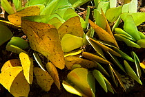 Sulfur Butterflies (Phoebis sp. ) puddling on mineral lick, Yasuni National Park, Amazon Rainforest, Ecuador, South America.