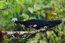 Blue-throated piping guan (Pipile cumanensis) Yasuni National Park, Amazon Rainforest, Ecuador, South America.