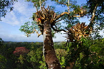 View over Rainforest Canopy from top of Ceiba Tree. Yasuni National Park, Amazon Rainforest, Ecuador, South America